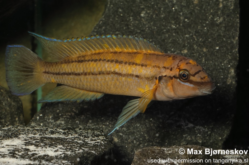 Chalinochromis sp. 'bifrenatus south' Wampembe